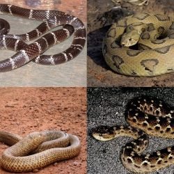 All About Snakes