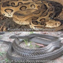 Identify Snakes
